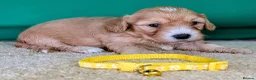 Cavapoochon dogs for sale: Beautiful Cavapoochons - Advert 6