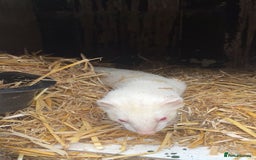 Ferret rodents for sale: ferret kits for sale  - Image 6