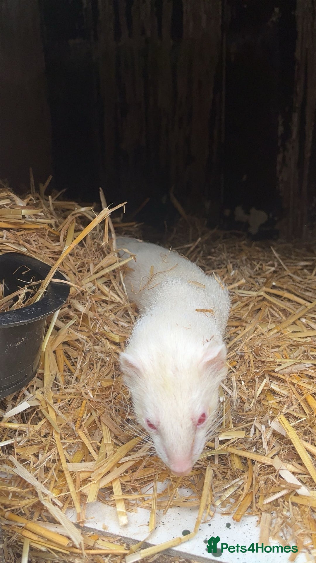 Ferret rodents for sale: ferret kits for sale  - Image 6