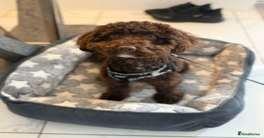 Miniature Poodle dogs - Advert 3