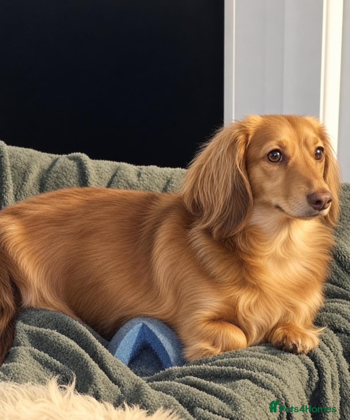 Doxiepoo dogs Dachshund X Poodle - Advert 1