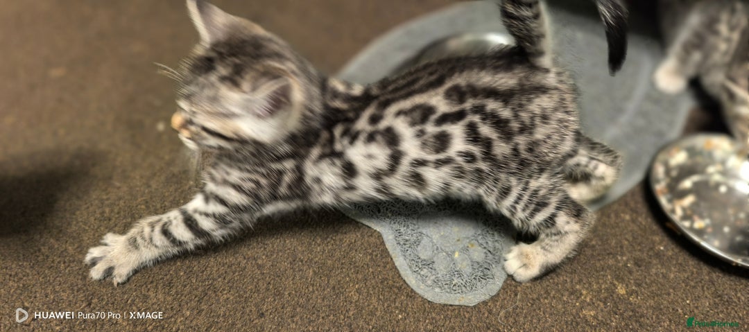 Bengal cats for sale: Sweet Bengal Kittens For Sale  - Image 11