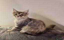 Maine Coon cats for sale: Gorgeous maine coon babies - Image 7