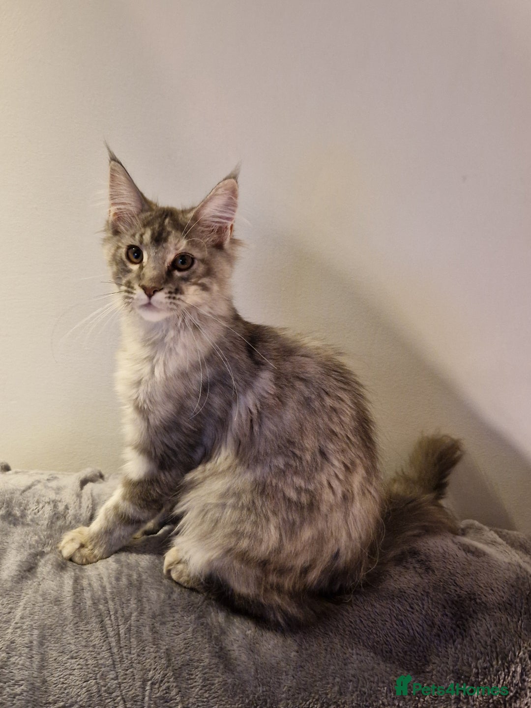 Maine Coon cats for sale: Gorgeous maine coon babies - Image 7