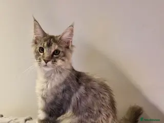 Maine Coon cats Gorgeous maine coon babies - Advert 11