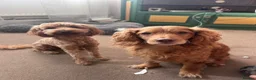 Cockapoo dogs for sale: Exceptional Cockapoo Puppies 🩷💙 - Advert 10