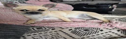 Chihuahua dogs for sale: Chihuahua gril 8moths old - Advert 8