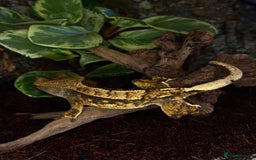 Gecko reptiles for sale: Beautiful Female Harlequin/Pinstripe Dal  - Image 7