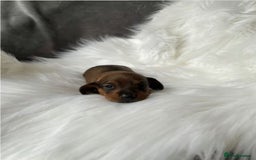 Miniature Dachshund dogs for sale: Miniature  Dachshund Puppies ready for new Home - Image 3