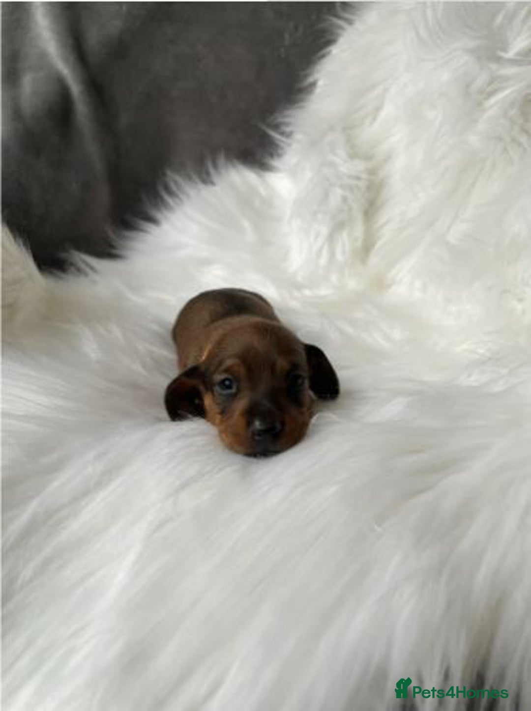 Miniature Dachshund dogs for sale: Miniature  Dachshund Puppies ready for new Home - Image 3