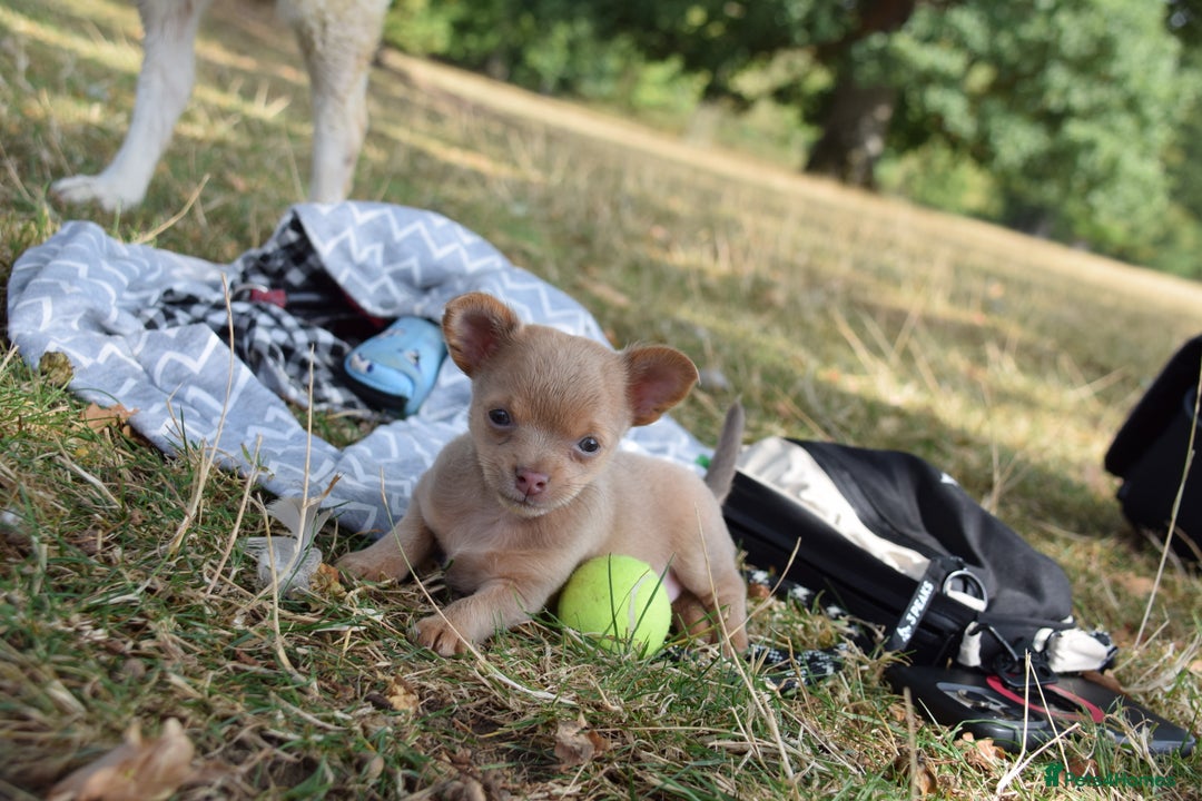 Chihuahua dogs for sale: Last Pup left! Ready for his new home!  - Image 21