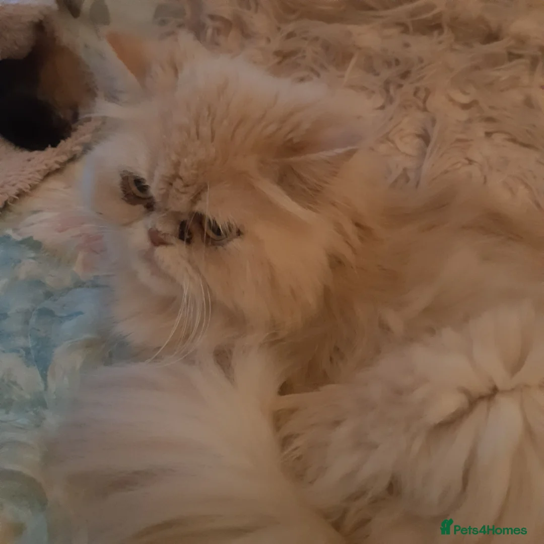 Persian cats for sale: Male Persian kittens - Advert 1