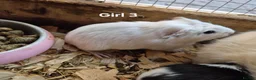 Guinea Pig rodents for sale: Mixed litter of Guinea pigs - Advert 7