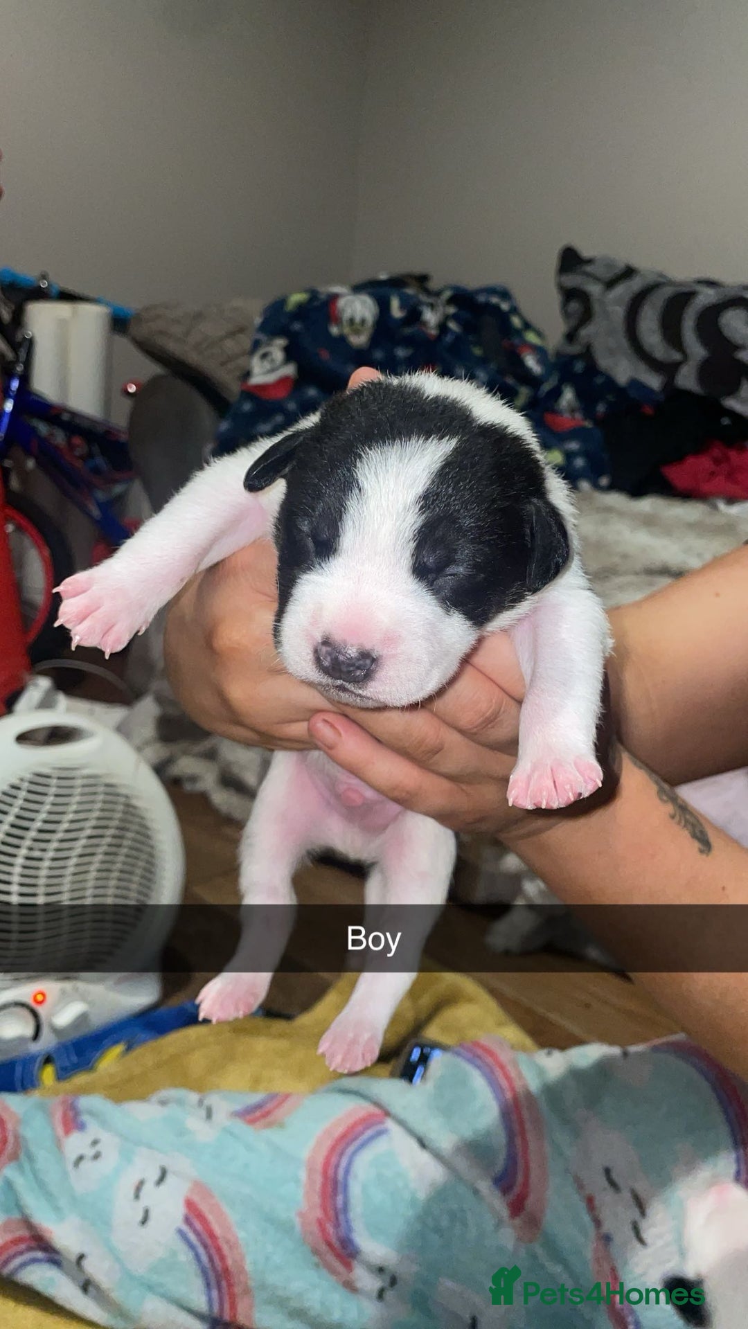 Mixed Breed dogs for sale: 1 puppy left, beautiful little girl 🩷🩷🩷 - Advert 14