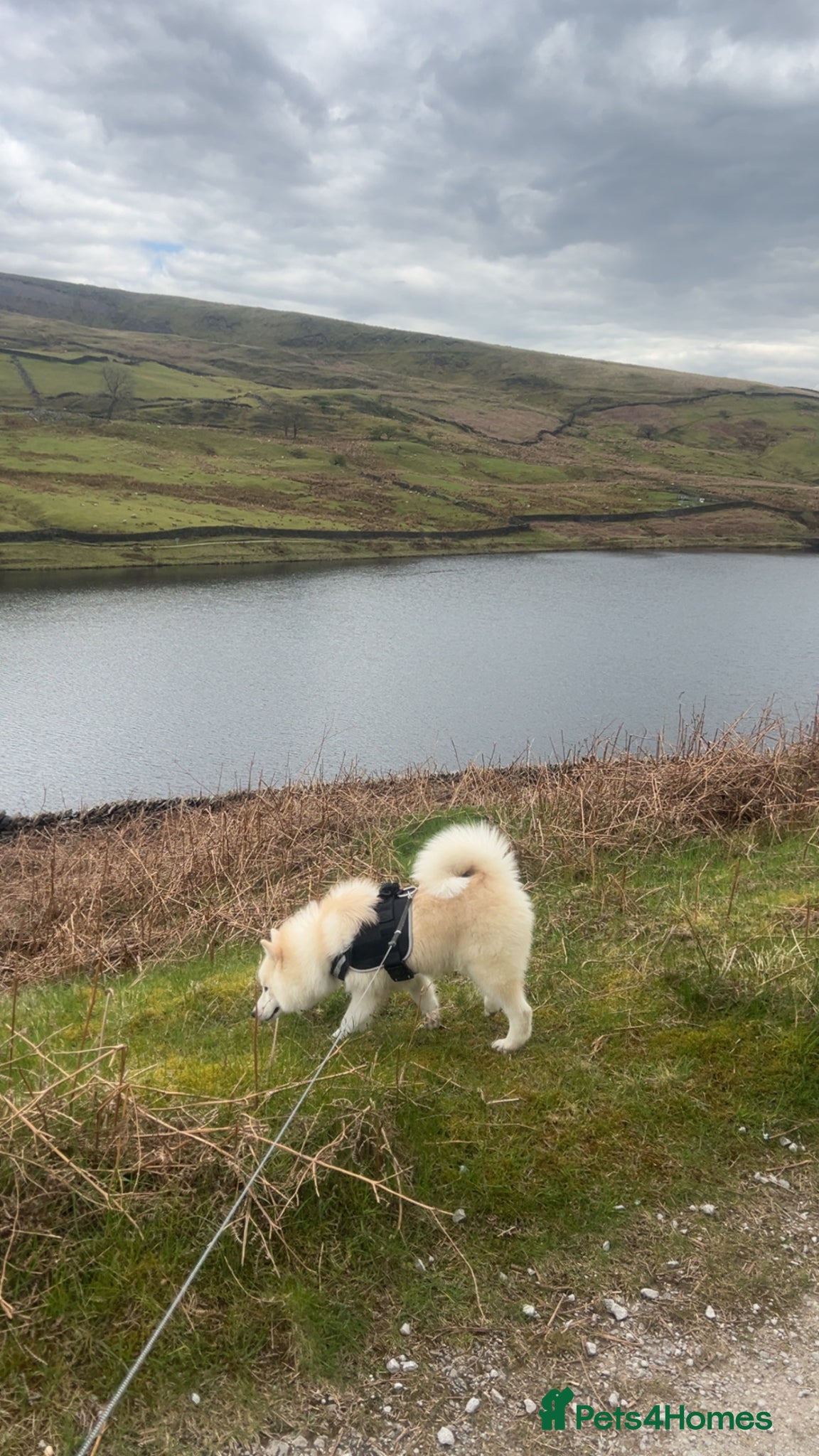 Pomsky dogs for sale: 8 month female pomski  - Advert 4