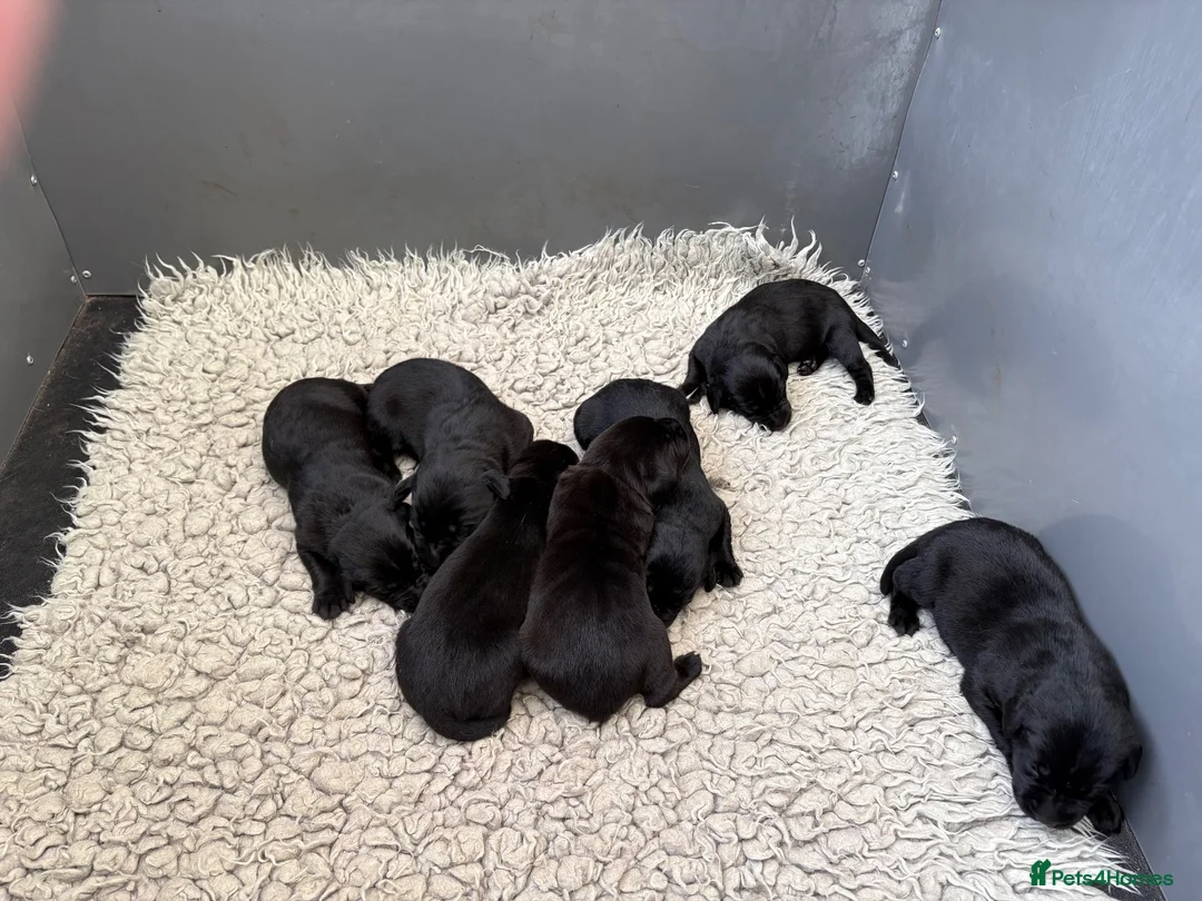 Labrador Retriever dogs for sale: Northmeols kc reg working line Labrador puppies  - Advert 2