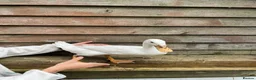 Ducks poultry for sale: 5 female ducks  in Petersfield - Advert 6