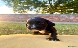 Cocker Spaniel dogs for sale: Cocker Spaniel male left KC Registered Docked  - Image 13