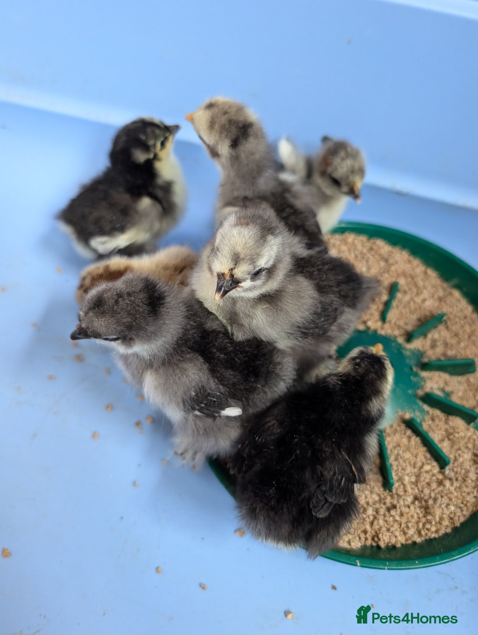 Chickens poultry for sale: Pekins, Quails, Eggs - Contact for availability  - Advert 15