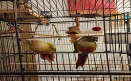 Conures birds for sale: 2 Lovely Green cheek conures for sale - Image 2