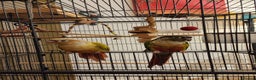 Conures birds for sale: 2 Lovely Green cheek conures for sale - Advert 2