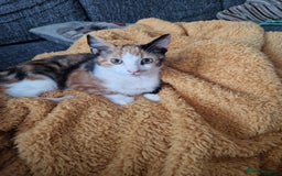 Mixed Breed cats for sale: Beautiful litter of kittens - Image 23