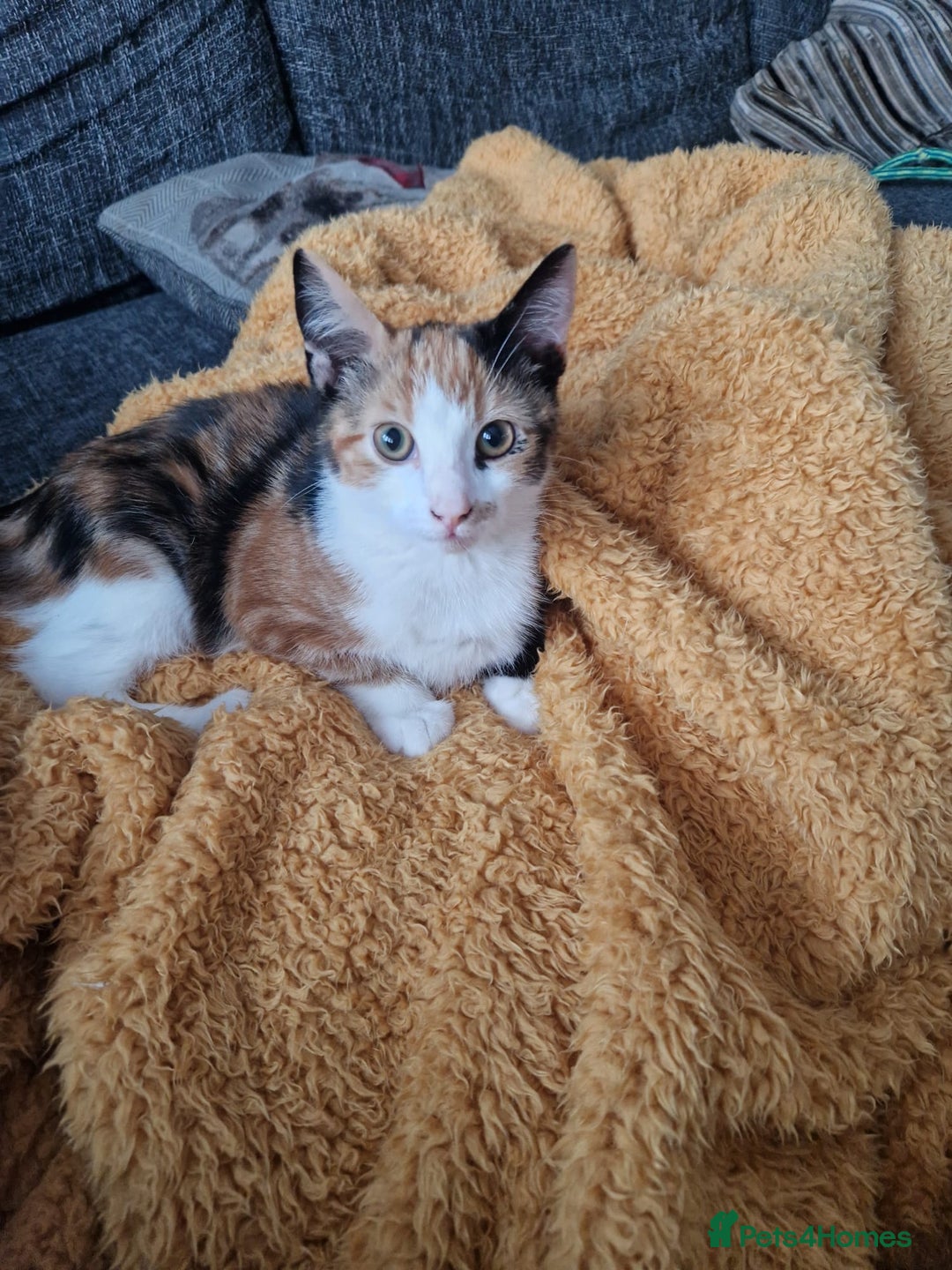 Mixed Breed cats for sale: Beautiful litter of kittens - Image 23