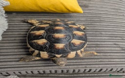 Tortoise reptiles for sale: Marginated tortoise  - Image 2