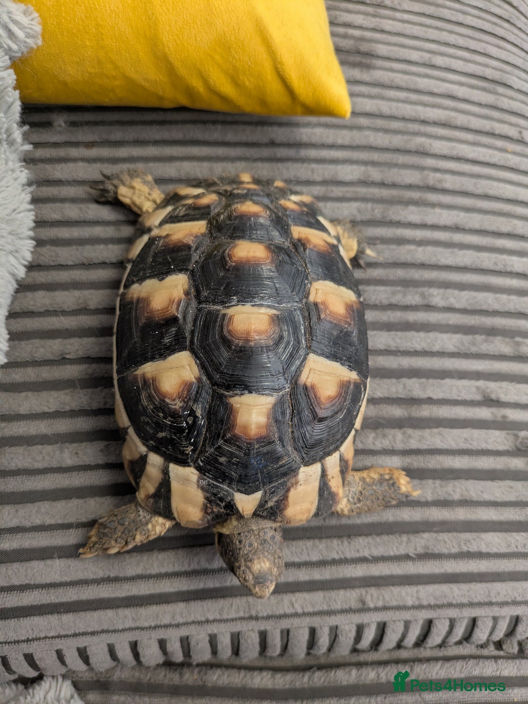 Tortoise reptiles for sale: Marginated tortoise  - Image 2
