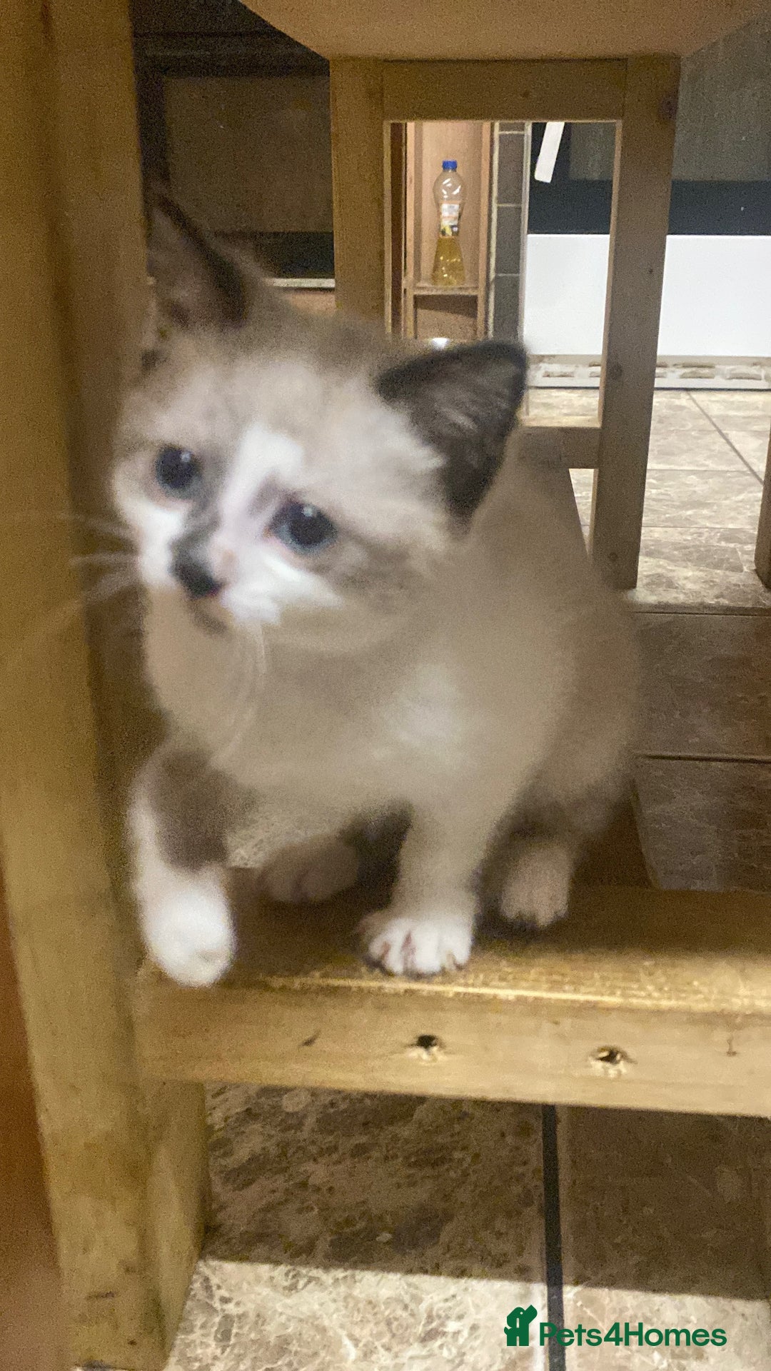 British Shorthair cats for sale: Beautiful kitten - Advert 7