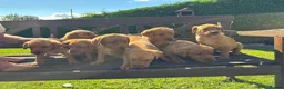 Labrador Retriever dogs for sale: KC Registered Fox red Labrador puppies in Newtown - Advert 12
