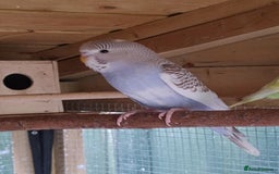 Budgerigars birds for sale: Young budgies, easily tamed - Image 11