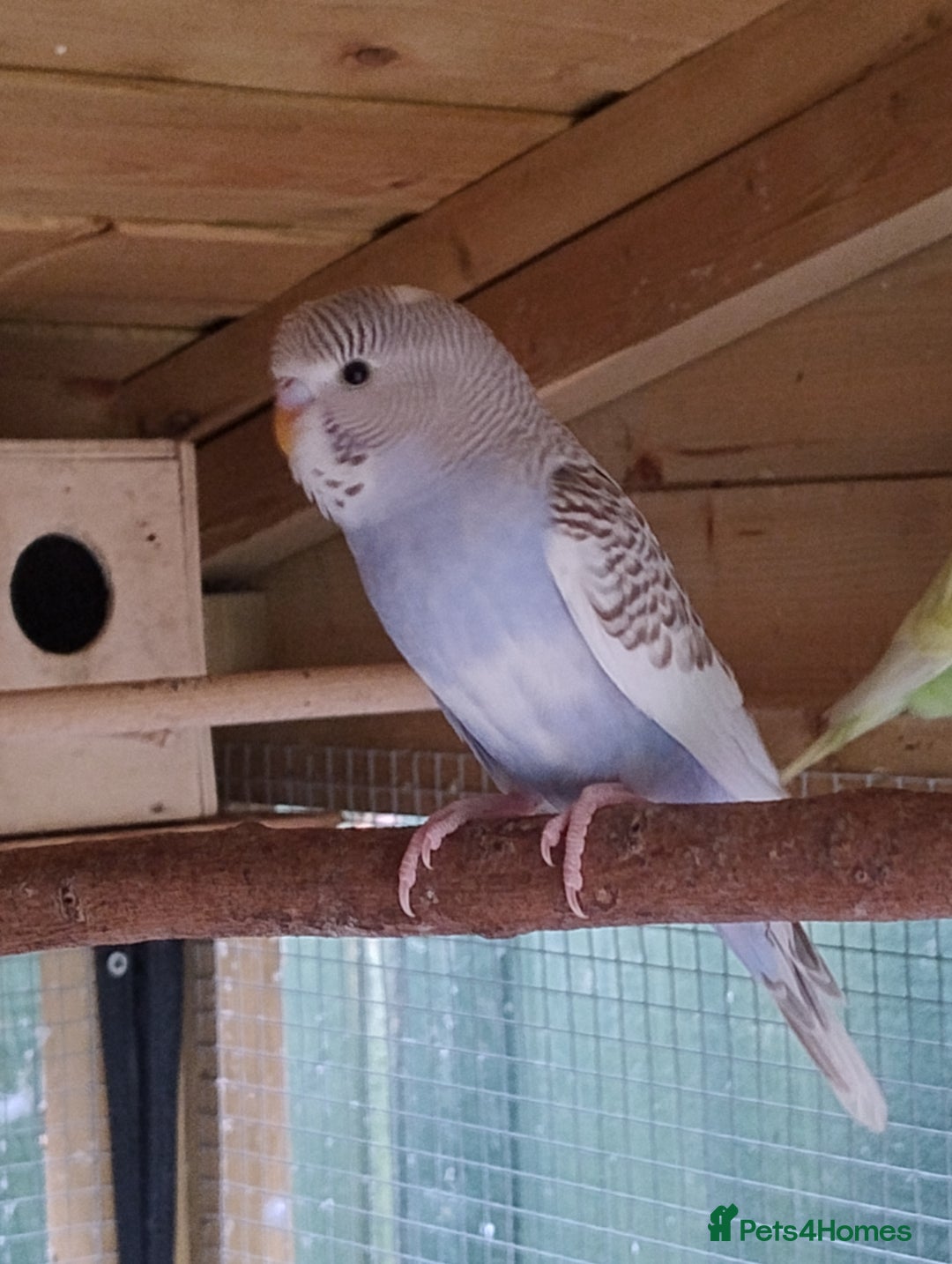 Budgerigars birds for sale: Young budgies, easily tamed - Image 11