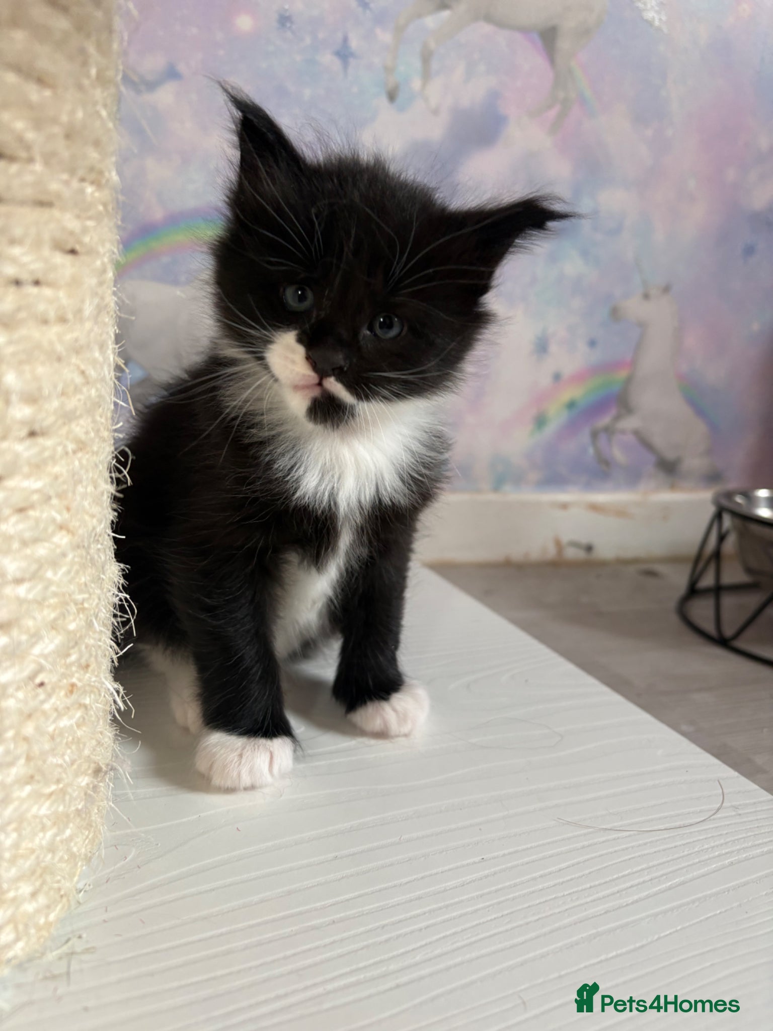 Ragcoon cats Beautiful Ragcoon Kittens for Sale - Advert 3