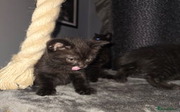 Mixed Breed cats for sale: Mixed ragdoll kittens  - Image 4