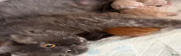 Mixed Breed cats for sale: Maine coon /British longhair kittens  - Advert 4