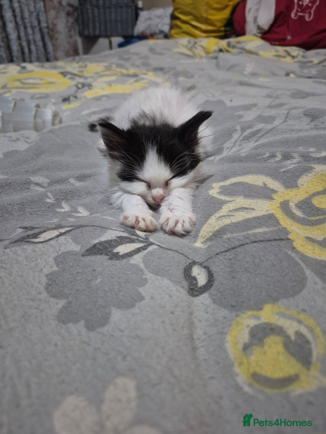 Ragdoll cats for sale: 💥💞Ragdoll x domestic💞💥  - Advert 7