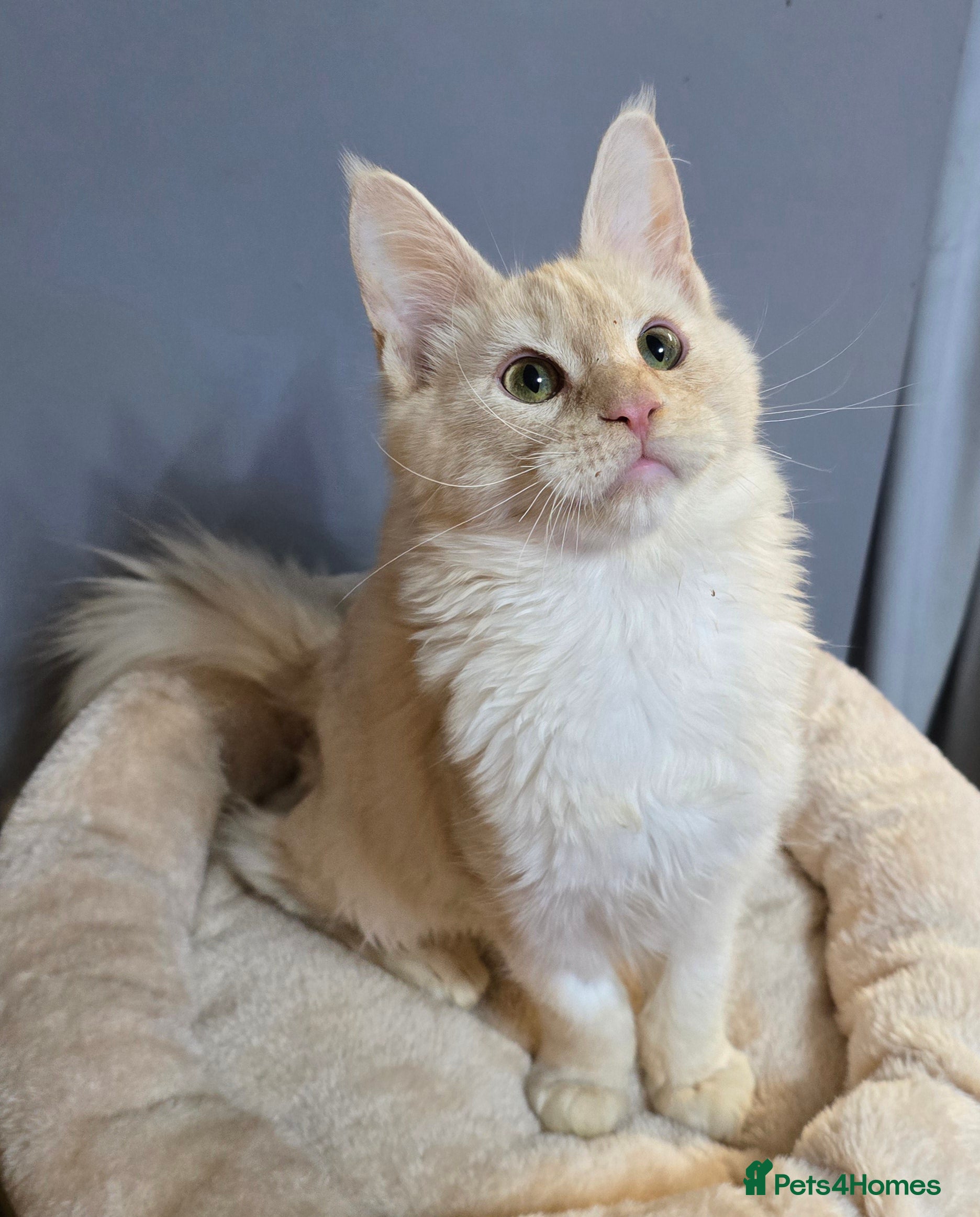 Maine Coon cats Ready now  -TICA MaineCoon Boy - Advert 5