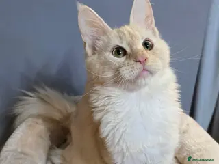 Maine Coon cats TICA MaineCoon Boy - Neutered - Advert 1