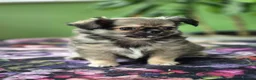 Chihuahua dogs for sale: Amazing Tiny Longcoat Chihuahua Puppies - Advert 21