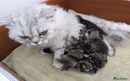 Selkirk Rex cats for sale:   💜 Selkirk Rex Kittens Ready 25th November 💜 - Image 15