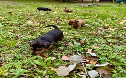 Mixed Breed dogs for sale: 🖤 BOLD Patterdale X  puppies 🖤 - Image 8