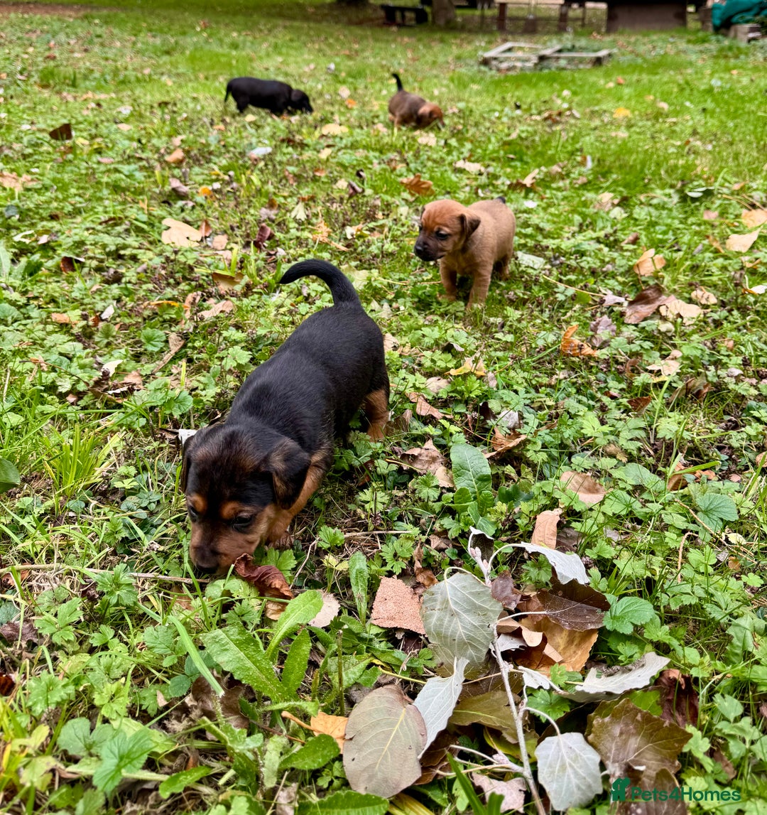 Mixed Breed dogs for sale: 🖤 BOLD Patterdale X  puppies 🖤 - Image 8