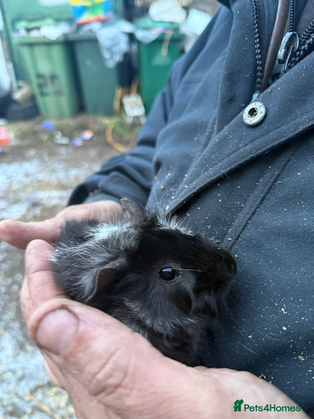 Guinea Pig rodents for sale: 20 lovely guinea pigs for sale  - Advert 16