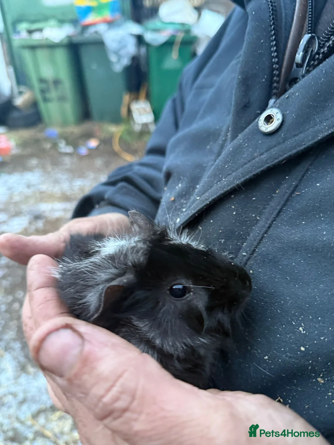 Guinea Pig rodents for sale: 20 guinea pigs for sale  - Advert 16