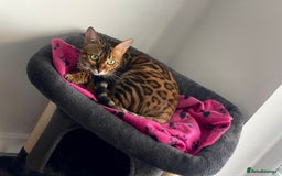 Bengal cats for sale: Lovely bengal female - Image 3