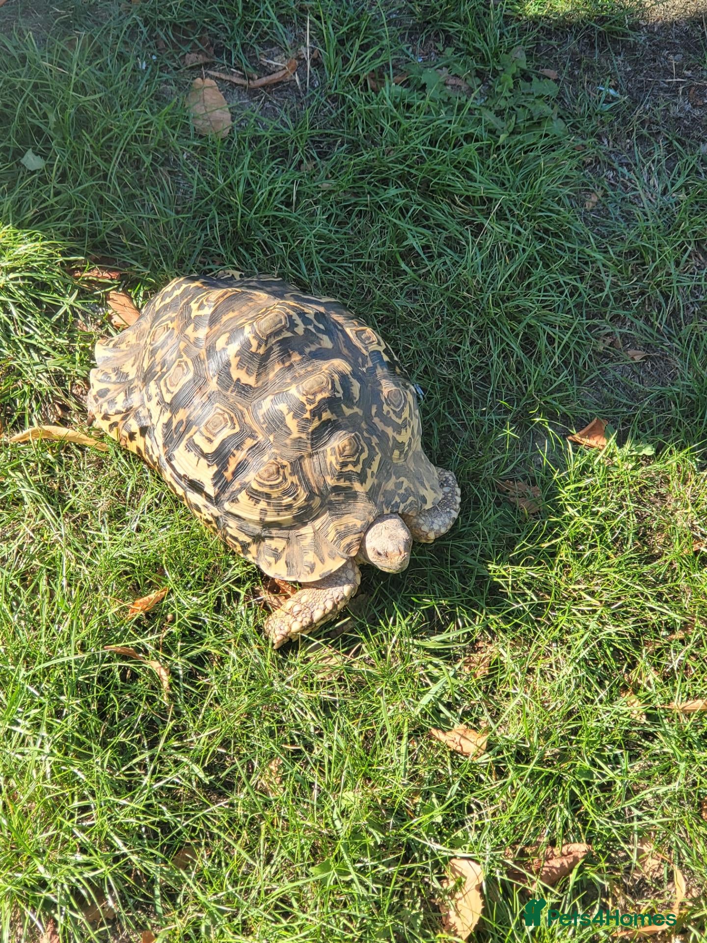 Tortoise reptiles Female leopard tortoise  - Advert 18