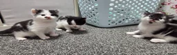 Mixed Breed cats for sale: One male and one female kitten available  - Advert 4
