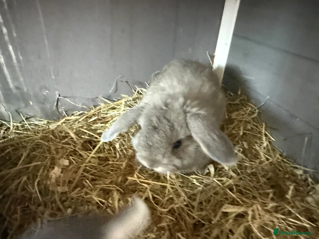 Mini Lop rabbits for sale: Mini lops (not sexed) - Advert 5