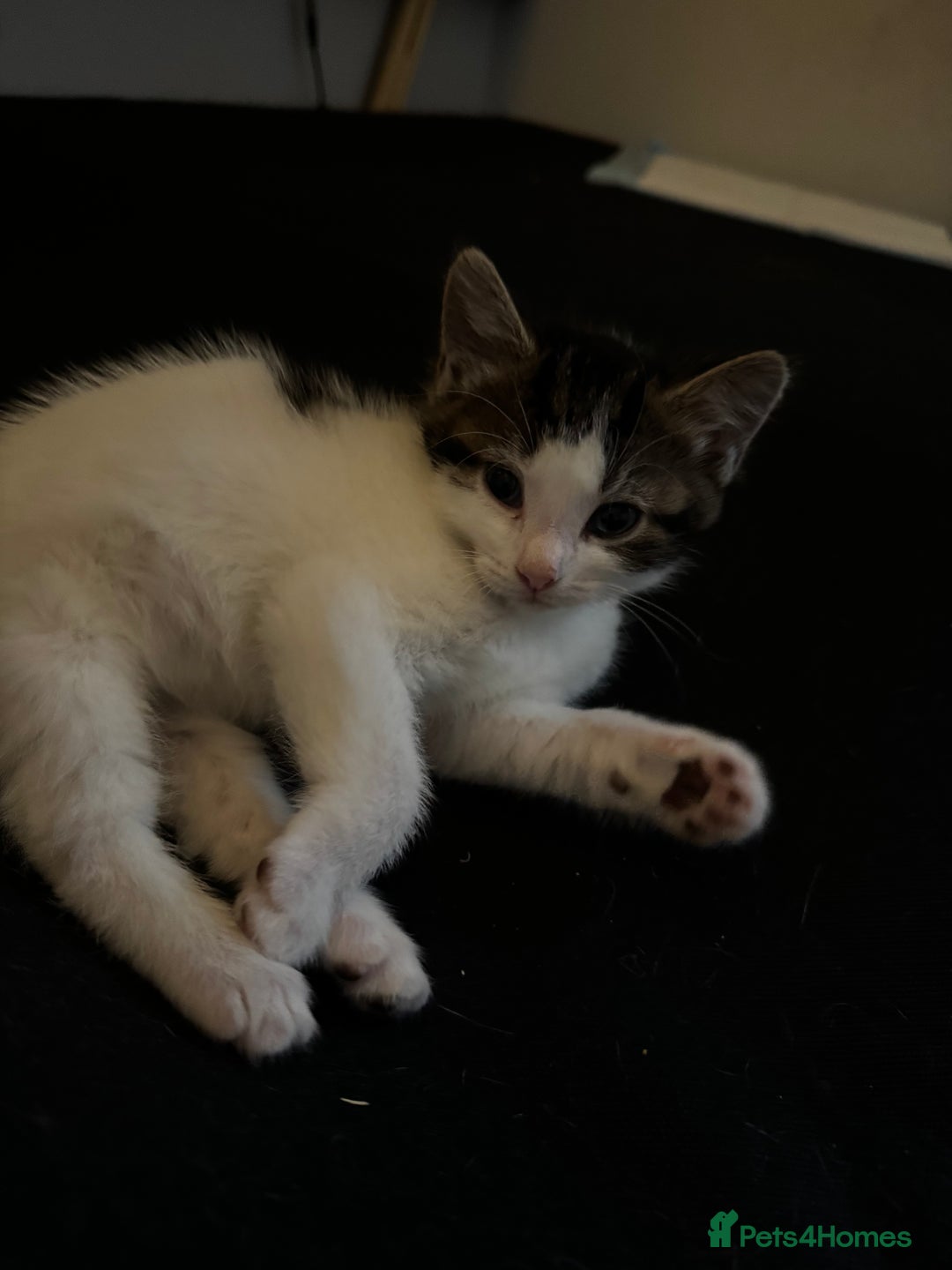 Domestic Shorthair cats for sale: Gorgeous boy and girl kittens  - Image 10